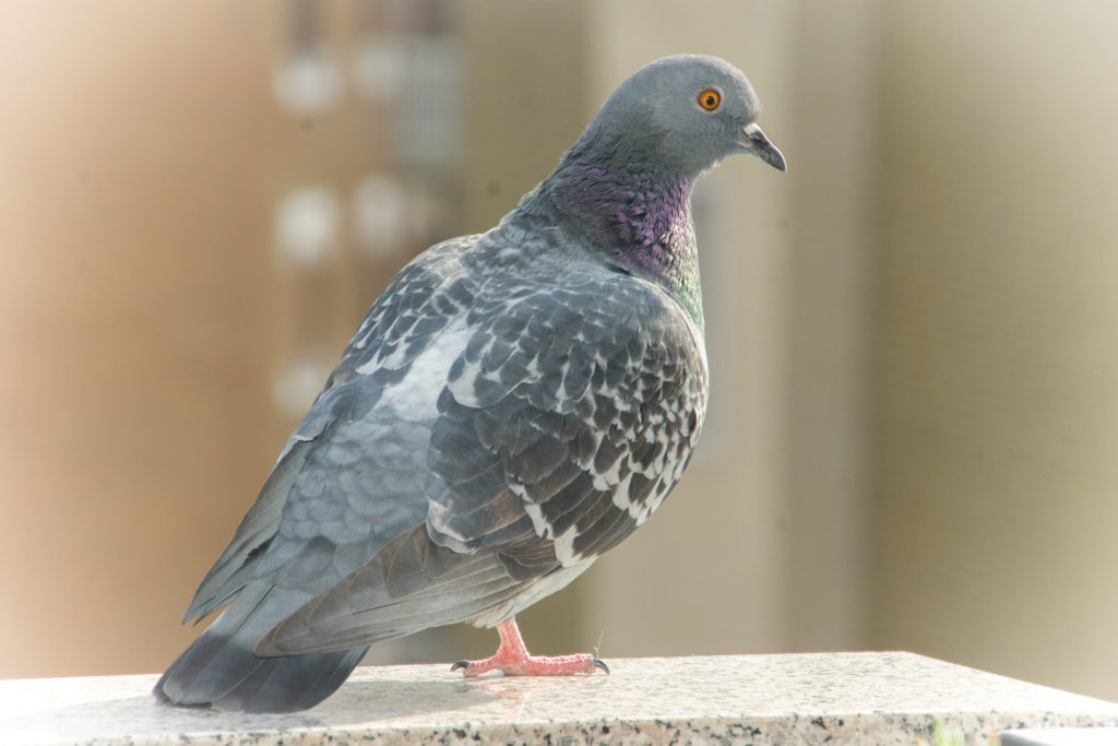 Bird Proofing - Pest Control in Lewisham and South London